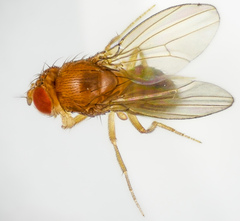 Drosophila melanogaster