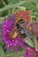 Svastra obliqua obliqua