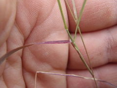 Muhlenbergia microsperma