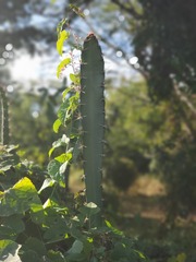 Acanthocereus tetragonus
