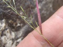 Muhlenbergia microsperma