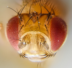 Drosophila melanogaster