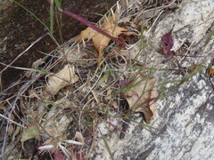 Muhlenbergia microsperma