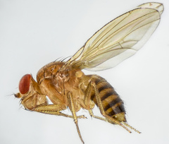 Drosophila melanogaster