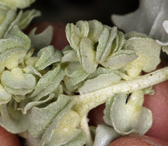 Atriplex hymenelytra