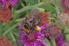 Svastra obliqua obliqua