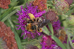 Svastra obliqua obliqua