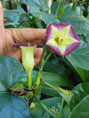 Ipomoea lindenii image