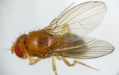Drosophila melanogaster