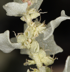 Atriplex hymenelytra