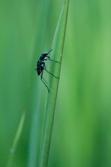 Cicindela flavomaculata