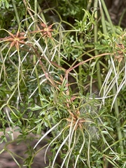 Clematis leptophylla