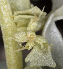 Atriplex hymenelytra