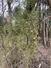 Clematis leptophylla