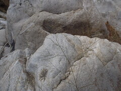 Desmodium angustifolium