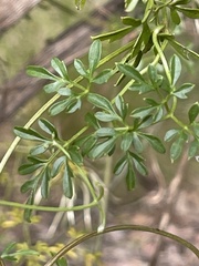 Clematis leptophylla