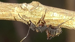 Camponotus rufipes