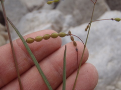 Desmodium angustifolium