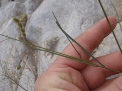 Desmodium angustifolium