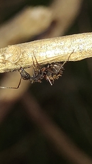 Camponotus rufipes