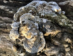 Coriolopsis gallica