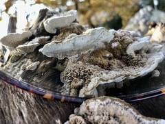 Coriolopsis gallica