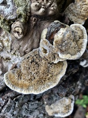 Coriolopsis gallica