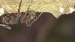 Camponotus rufipes