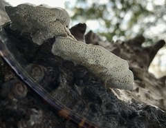 Coriolopsis gallica