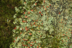 Cladonia incrassata