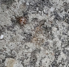 Spermophora senoculata