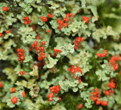 Cladonia incrassata