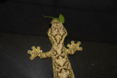 Thecadactylus solimoensis