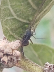 Camponotus rufipes