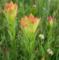 Castilleja cusickii