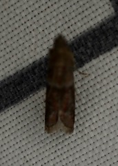 Moodna ostrinella