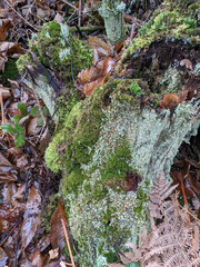Cladonia incrassata
