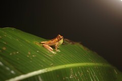 Dendropsophus ebraccatus