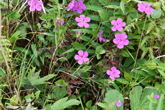 Geranium soboliferum