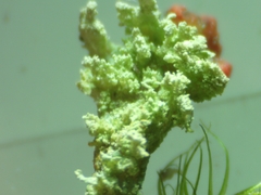 Cladonia incrassata