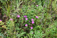 Geranium soboliferum