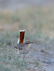 Cercotrichas galactotes