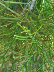 Colletia hystrix