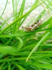 Boopedon rufipes