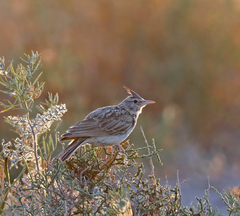 Galerida cristata