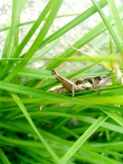 Boopedon rufipes