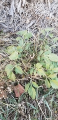 Rudbeckia laciniata
