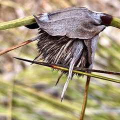 Mesomelaena tetragona