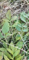 Rudbeckia laciniata