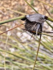Mesomelaena tetragona